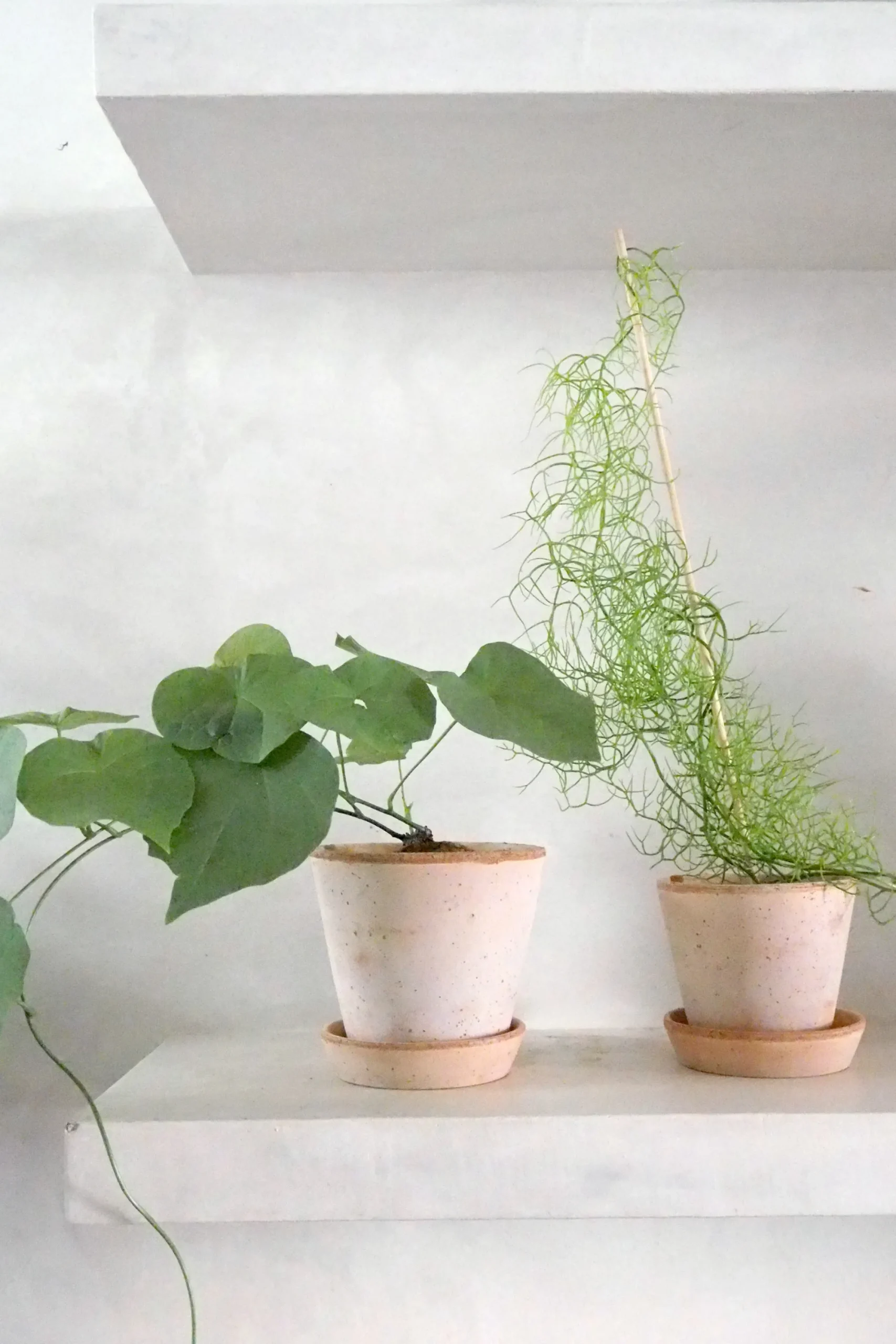 PLANT Stephania suberosa Outlet