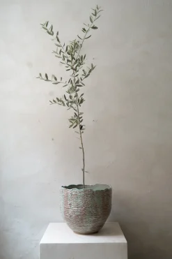 PLANT StineMei - Wood blue Best