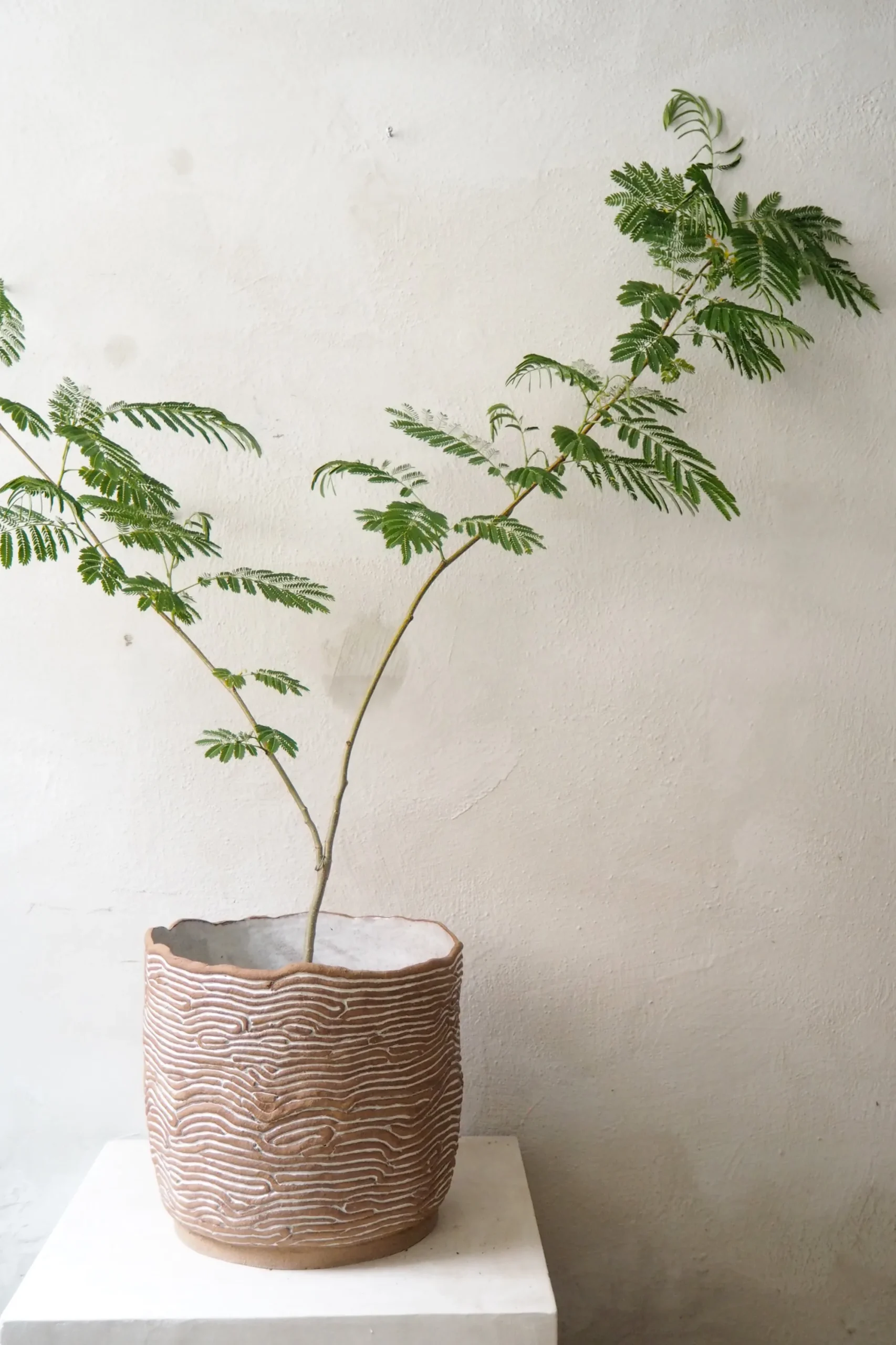 PLANT StineMei - Wood brown Online
