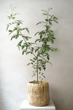 PLANT StineMei - Wood Yellow Hot