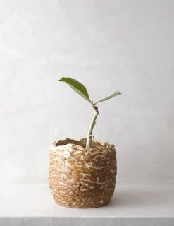PLANT StineMei krukke - yellow Hot