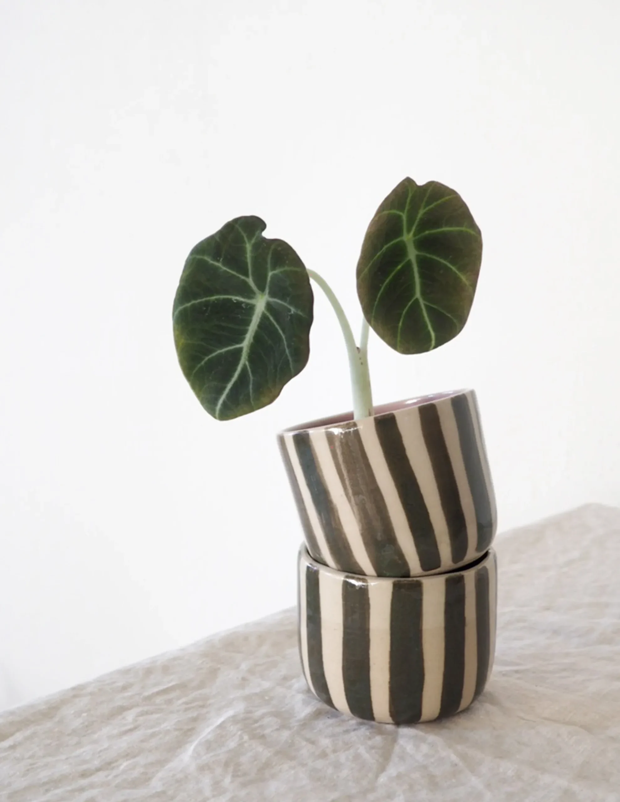PLANT StineMei ekop - Stribet grøn Best