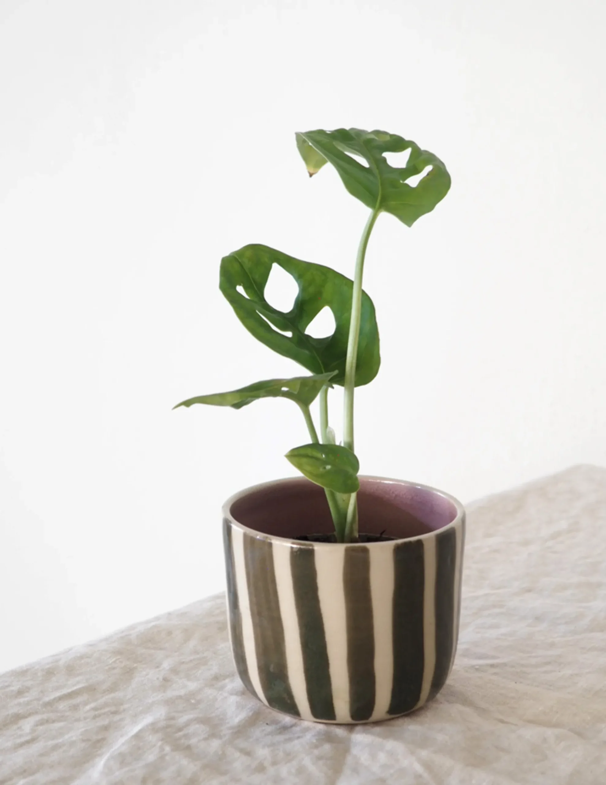 PLANT StineMei ekop - Stribet grøn Best