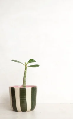 PLANT StineMei ekop - Stribet grøn Best