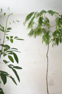 PLANT StineMei Wood Bark New