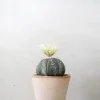 PLANT Stjernekaktus New
