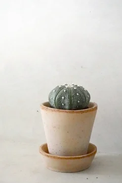 PLANT Stjernekaktus New