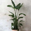 PLANT Strelitzia Nicolai Hot