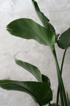 PLANT Strelitzia Nicolai Hot