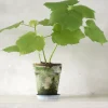 PLANT Stuelind