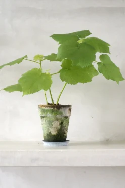 PLANT Stuelind