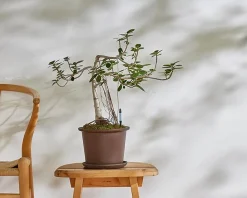 PLANT SUSTEE vand'o'meter Sale