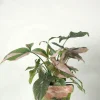 PLANT Syngonium red spot tricolor Clearance
