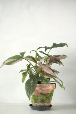 PLANT Syngonium red spot tricolor Clearance