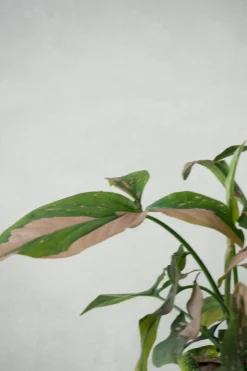 PLANT Syngonium red spot tricolor Clearance