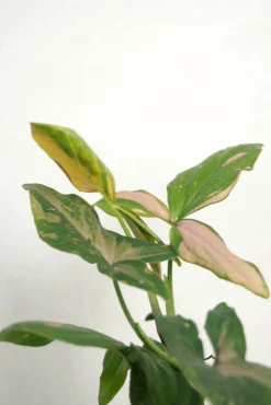 PLANT Syngonium red spot tricolor Clearance