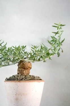 PLANT Tallinum caffrum Sale
