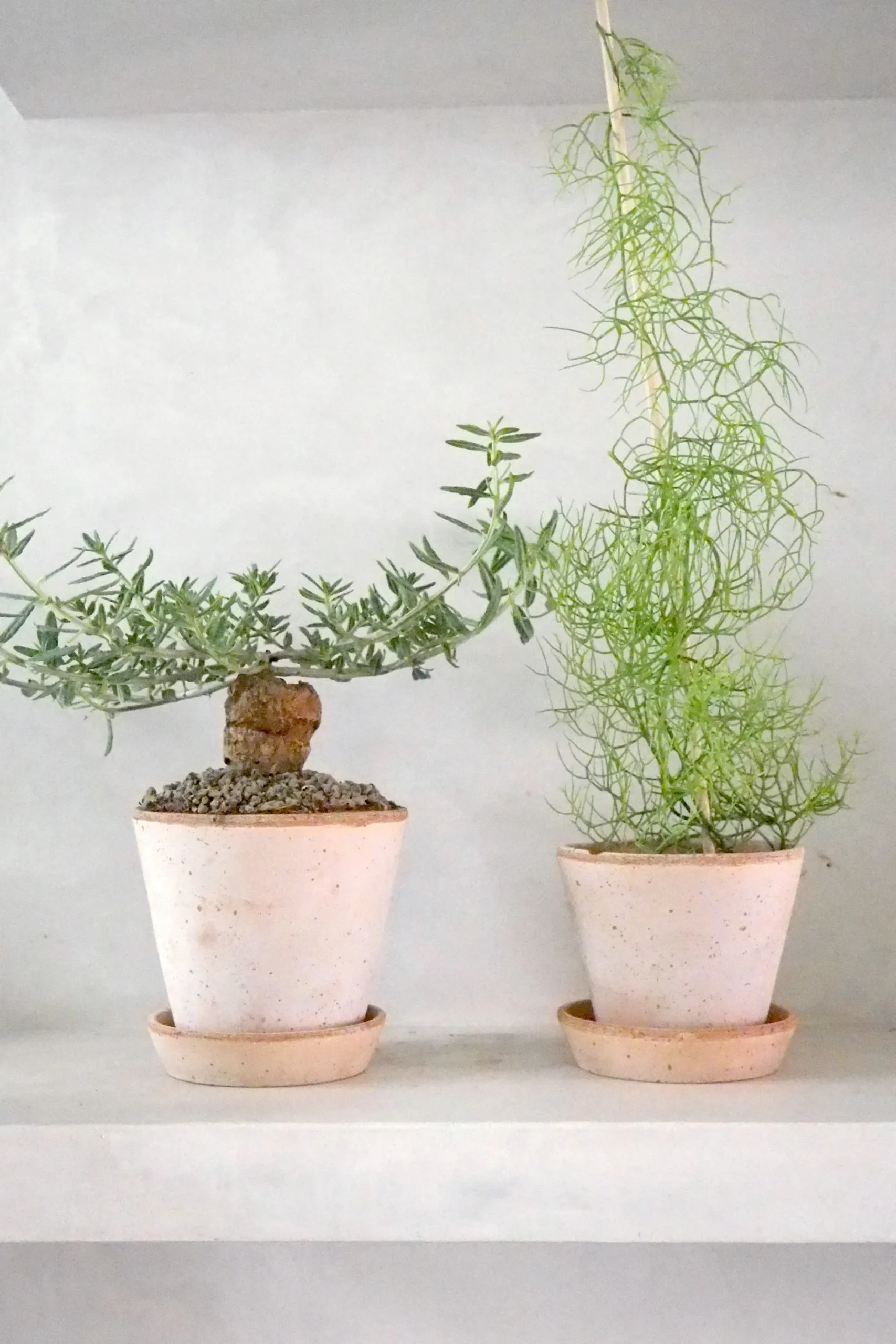 PLANT Tallinum caffrum Sale