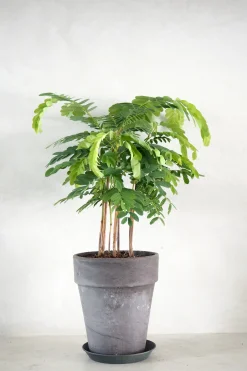 PLANT Tamarindus indica Sale