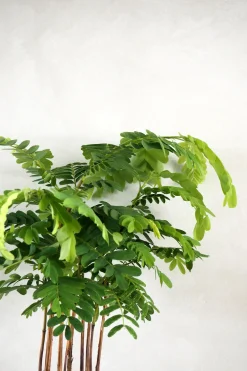 PLANT Tamarindus indica Sale