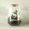 PLANT Terrarie med Ficus Bonsai no. 18 New