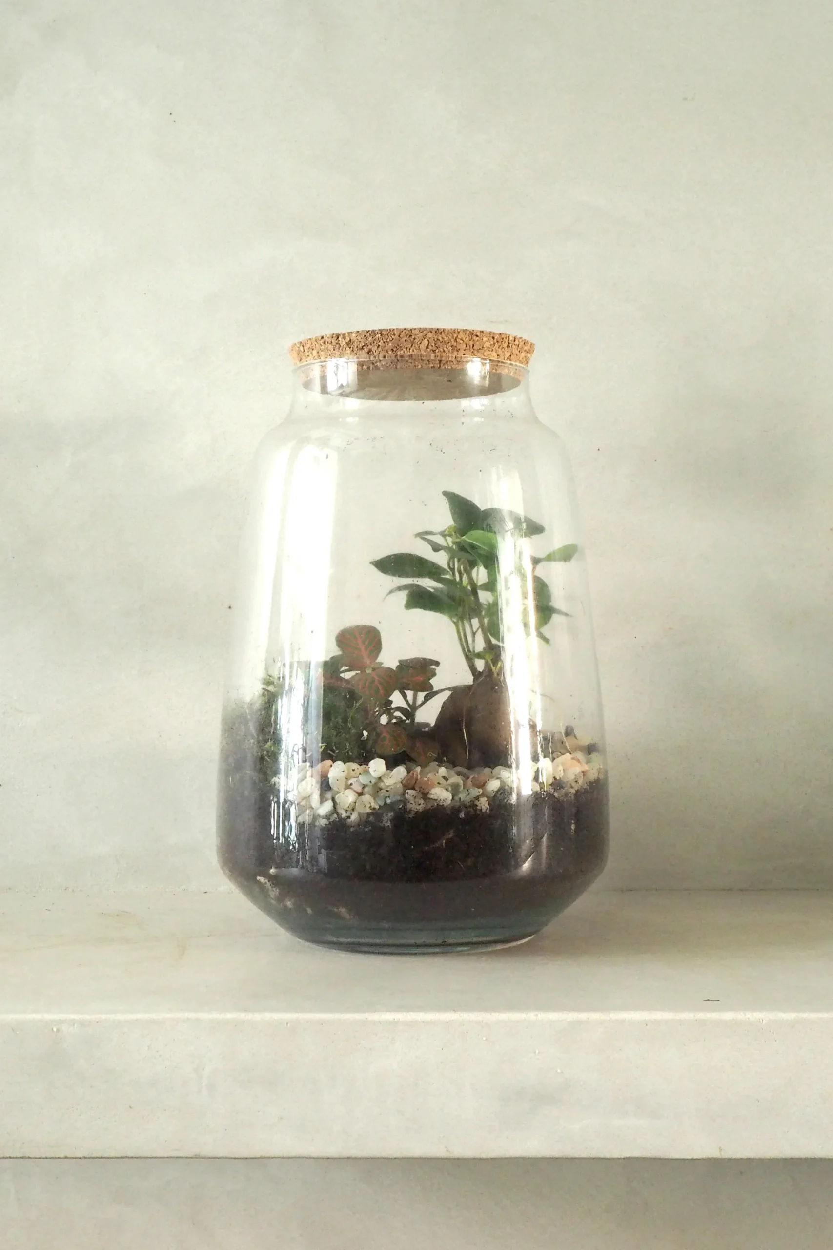 PLANT Terrarie med Ficus Bonsai no. 18 New