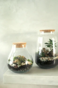 PLANT Terrarie med Ficus Bonsai no. 18 New