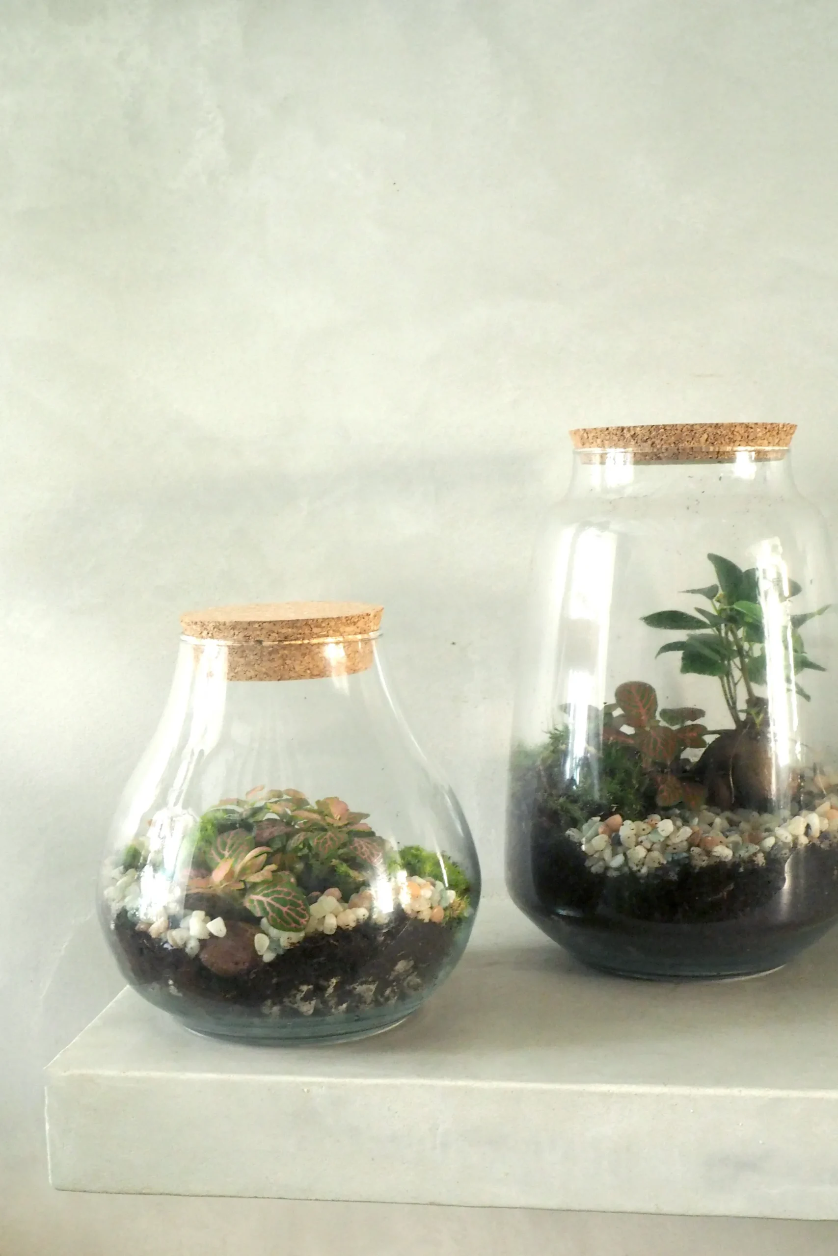 PLANT Terrarie med Ficus Bonsai no. 18 New