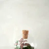 PLANT Terrarie no. 14