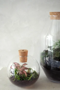 PLANT Terrarie no. 14