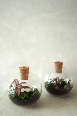 PLANT Terrarie no. 14