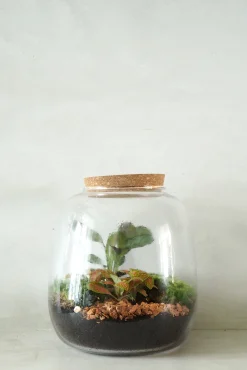PLANT Terrarie no. 04 Online