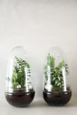 PLANT Terrarie no. 05 New