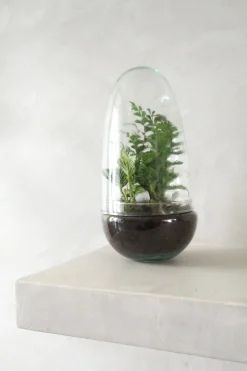 PLANT Terrarie no. 05 New