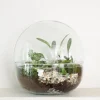 PLANT Terrarie no. 10 Hot