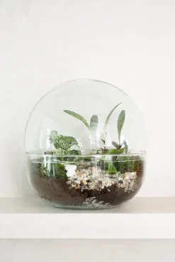 PLANT Terrarie no. 10 Hot