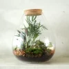 PLANT Terrarie no. 17 Clearance