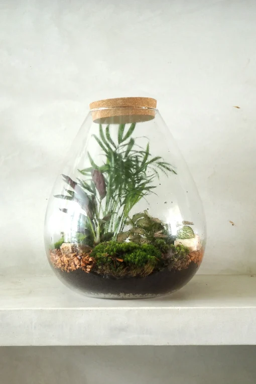 PLANT Terrarie no. 17 Clearance