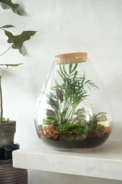 PLANT Terrarie no. 17 Clearance