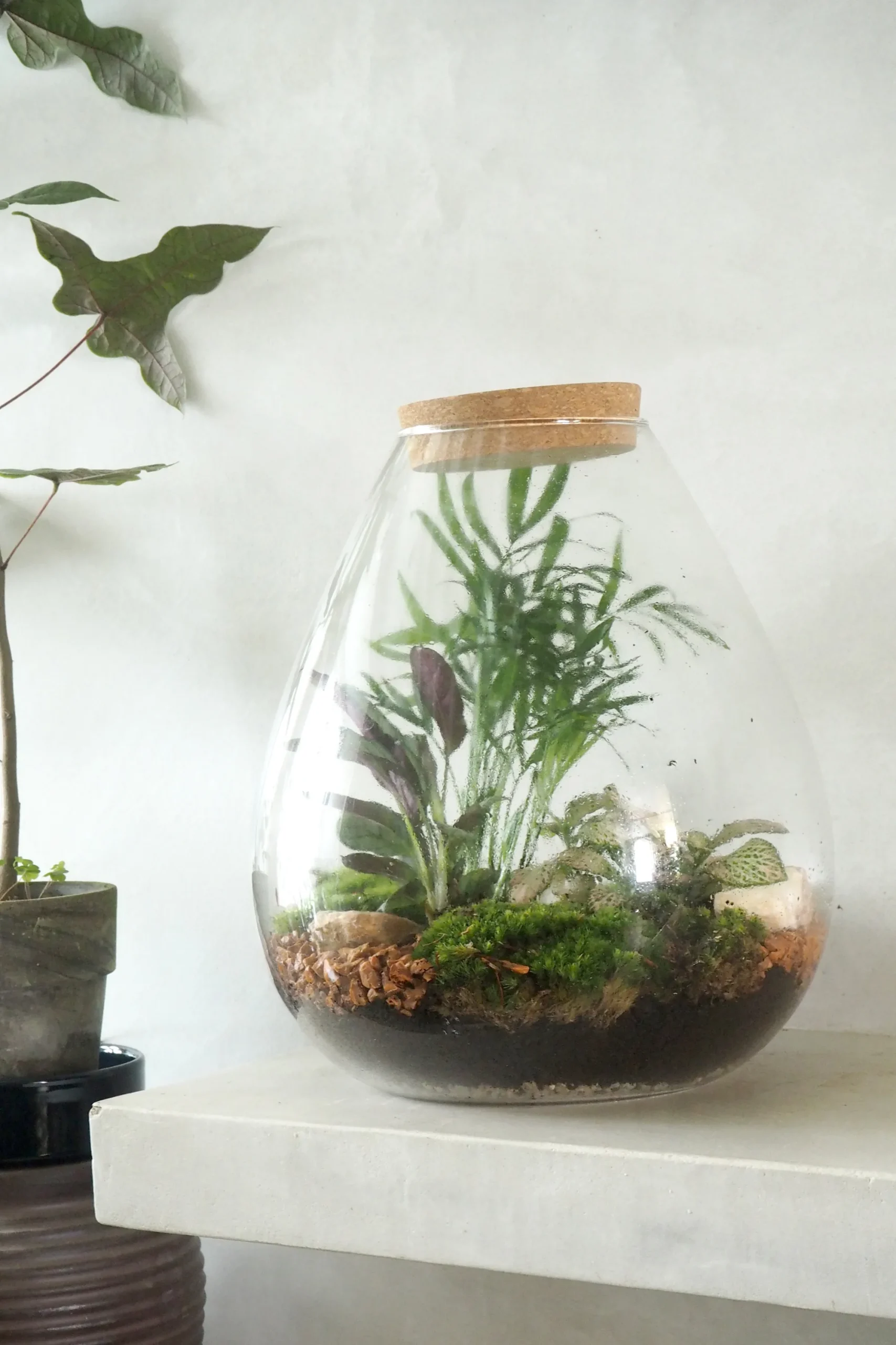 PLANT Terrarie no. 17 Clearance