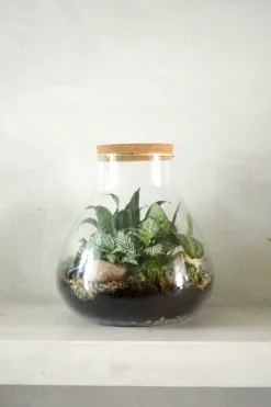 PLANT Terrarie no. 09 Online