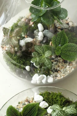 PLANT Terrarie no. 09 Online
