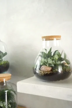 PLANT Terrarie no. 09 Online