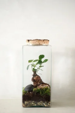 PLANT Terrarie no. 15 Online