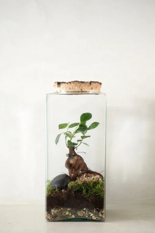 PLANT Terrarie no. 15 Online