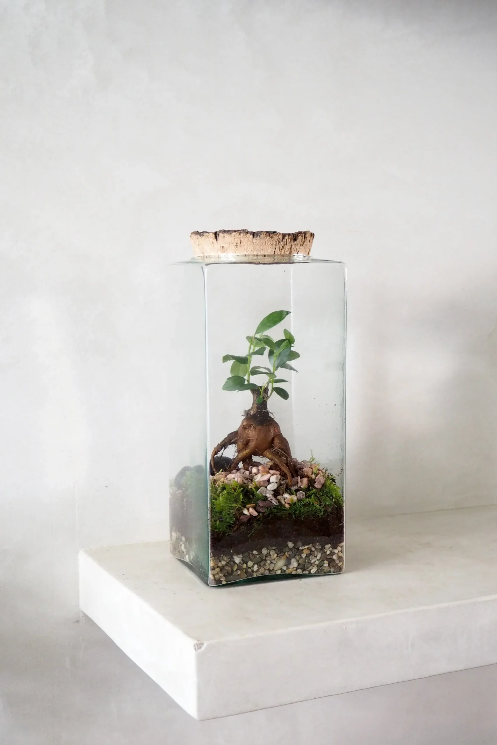 PLANT Terrarie no. 15 Online