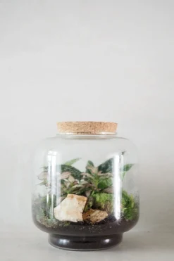 PLANT Terrarie no. 02 Best