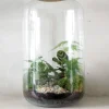 PLANT Terrarie no. 11 Outlet