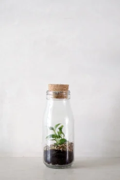 PLANT Terrarie no. 16 Outlet