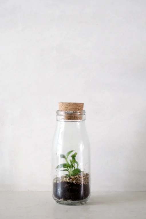 PLANT Terrarie no. 16 Outlet